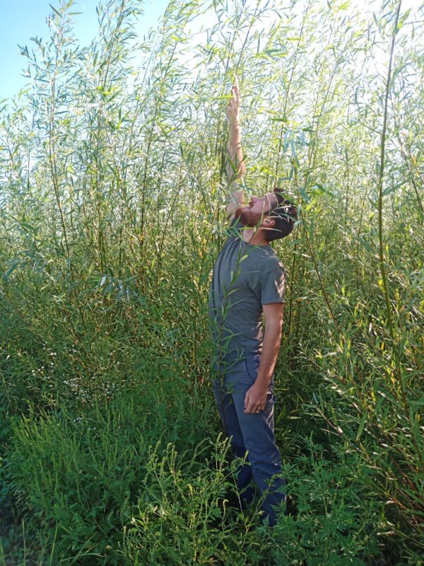 Austree Hybrid Willow - Image 3
