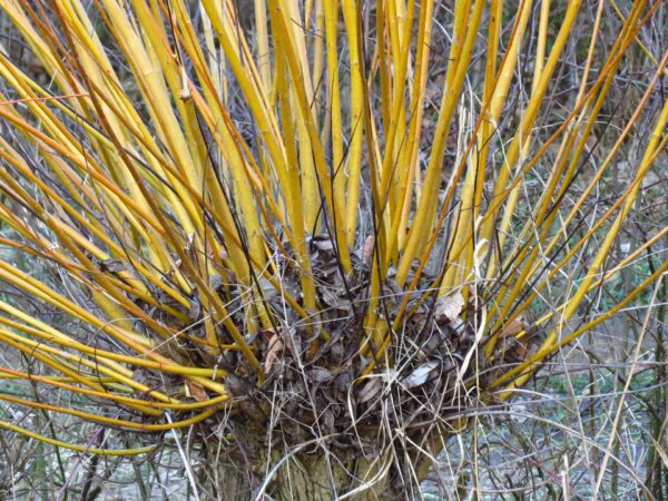 Austree Hybrid Willow - Image 5