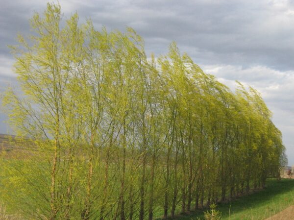 Austree Hybrid Willow - Image 2