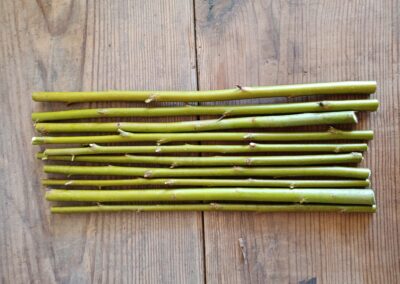 Austree Hybrid Willow 18″ Cutting (spring delivery)