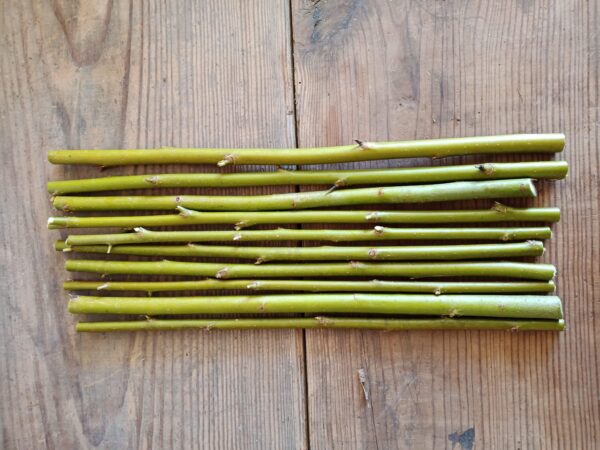Austree Hybrid Willow