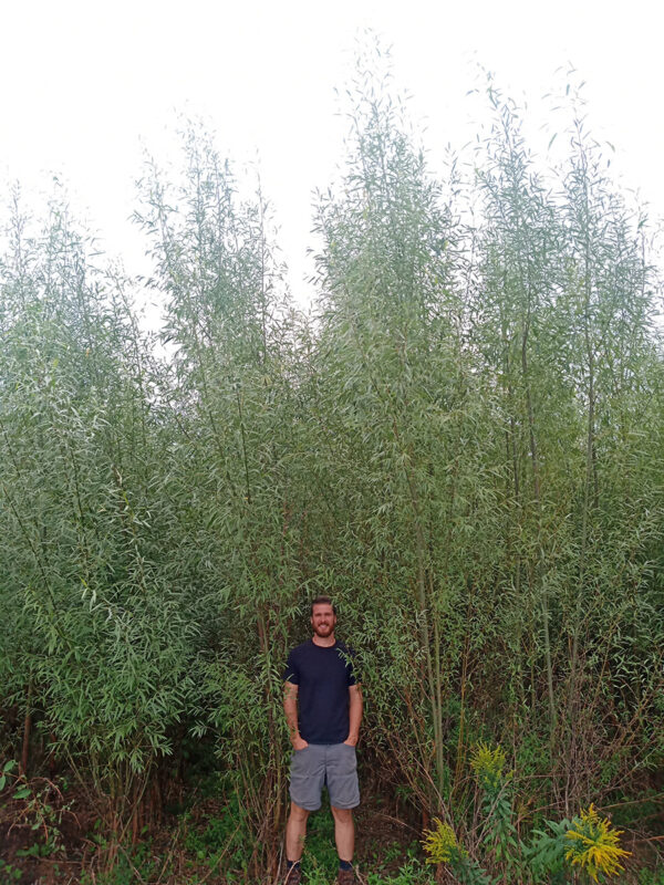 Austree Hybrid Willow - Image 4