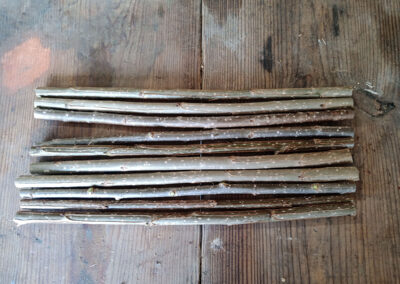 Hybrid Poplar 18″ Cutting (spring delivery)