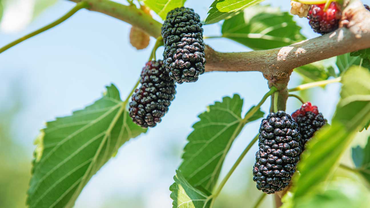 mulberries-1296×728-feature