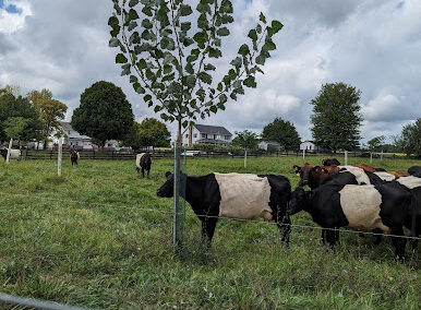 Why We Love Willow and Poplars + The Case for Localized Production