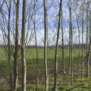 Austree Hybrid Willow (10' poles)