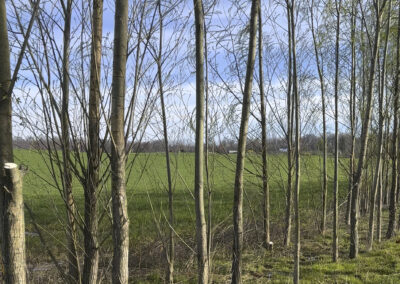 Austree Hybrid Willow 10′ Pole (spring pickup)