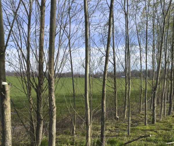 Austree Hybrid Willow 10' Pole (spring pickup)