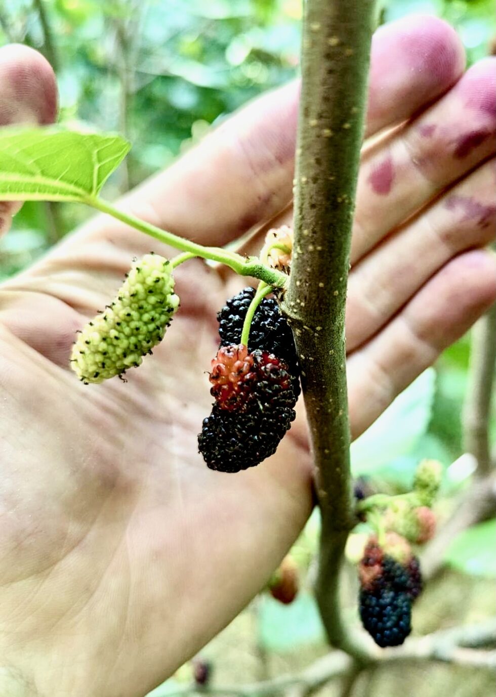 Mulberry Fruits Are High in Protein! (feed test results) Trees For