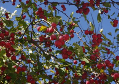 Dolgo Apple (fall delivery)