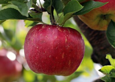 Grafted Apple — Enterprise (fall delivery)