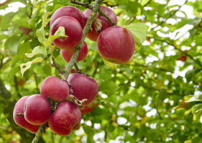 Grafted Apple — Liberty (spring delivery)