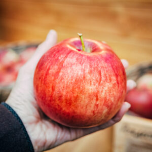 Wolf River Apple (4-6')