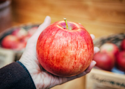 Grafted Apple — Wolf River (spring delivery)