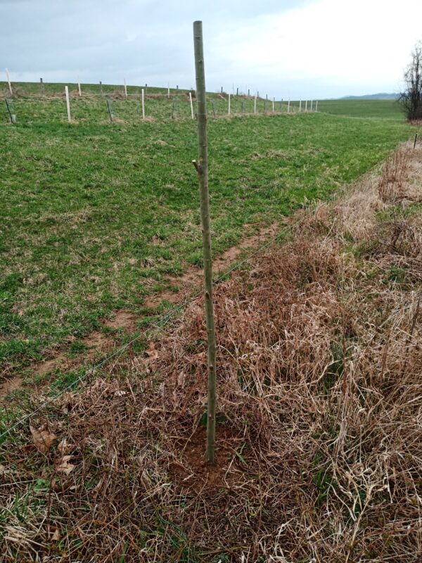 Austree Hybrid Willow 10' Pole (spring pickup) - Image 2