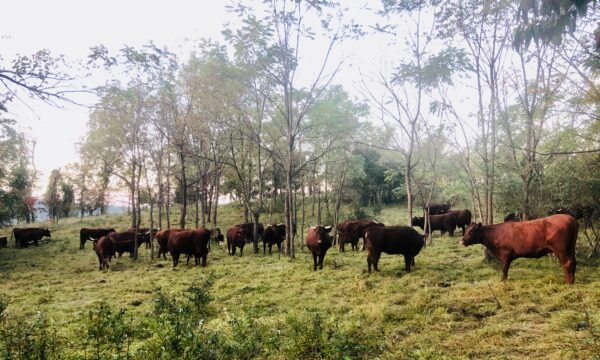 SilvoPro Summer Field Day — August 29, 2025