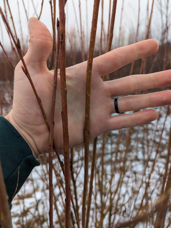 SX61 Biomass willow - Image 2