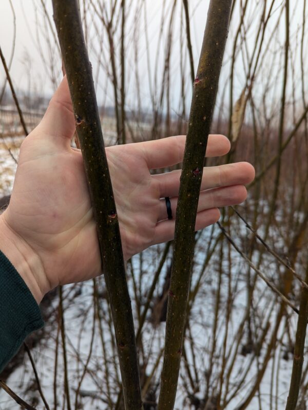 SX61 Biomass willow