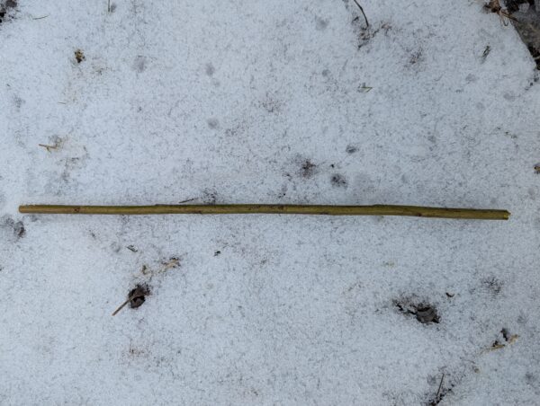 SX61 Biomass willow - Image 3