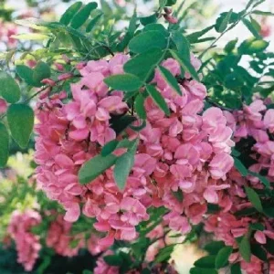 Black Locust "Purple Robe" (3-4')