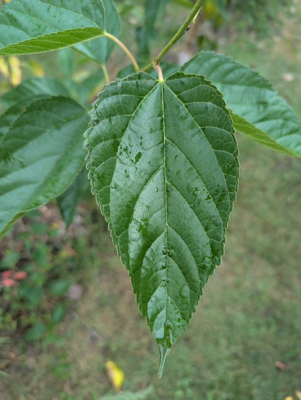 Dwarf Everbearing Mulberry (spring delivery) - Image 3