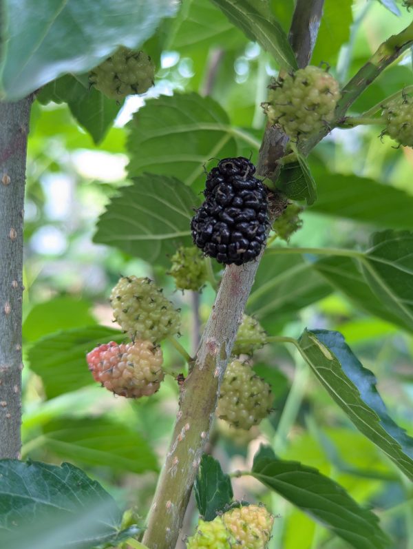 Dwarf Everbearing Mulberry (spring delivery) - Image 5