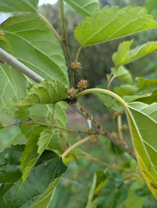 Dwarf Everbearing Mulberry (spring delivery) - Image 2