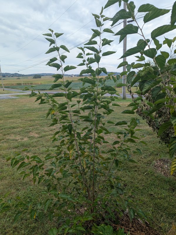 Dwarf Everbearing Mulberry (spring delivery) - Image 4