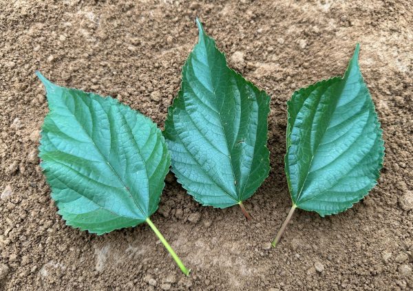 Dwarf Everbearing Mulberry (spring delivery) - Image 6
