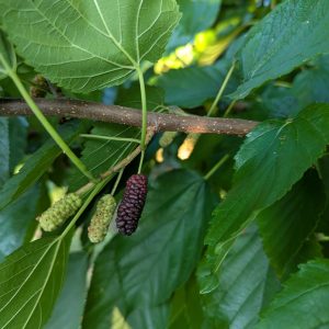 Illinois Everbearing Mulberry (fall delivery)