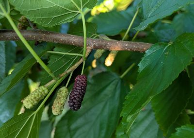 Illinois Everbearing Mulberry (spring delivery)