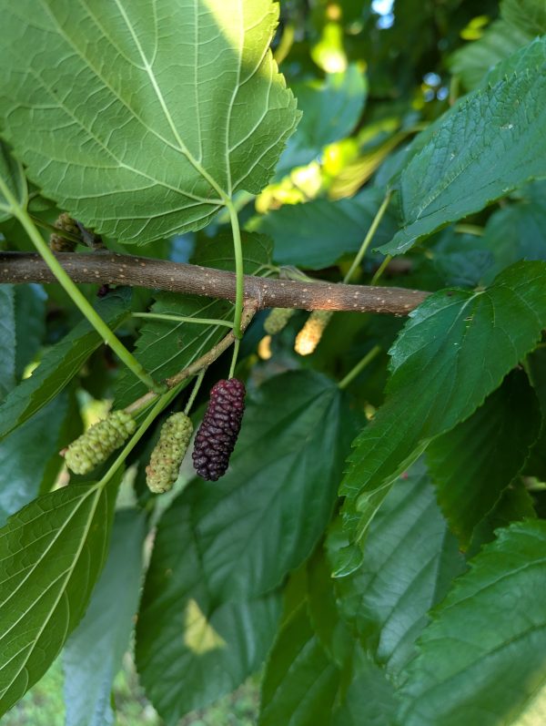 Illinois Everbearing Mulberry (fall delivery)