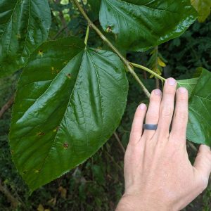 Kokuso Mulberry (fall delivery)