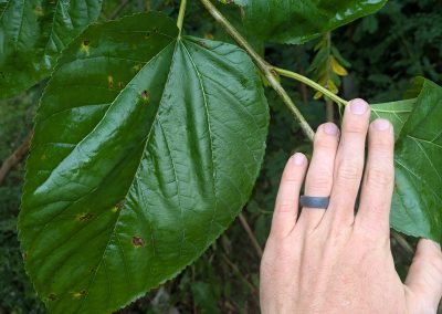 Kokuso Mulberry (spring delivery)