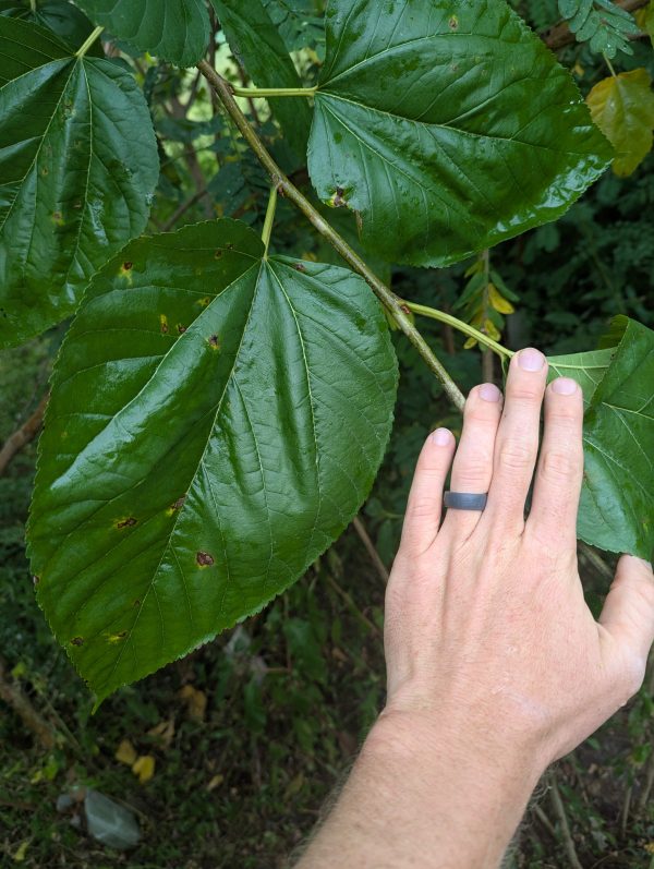 Kokuso Mulberry (fall delivery)