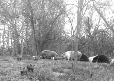 Acorn-finished pigs were the norm. We can bring them back!