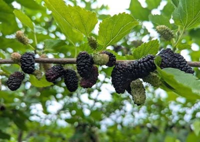 Paying Pennies for Feed