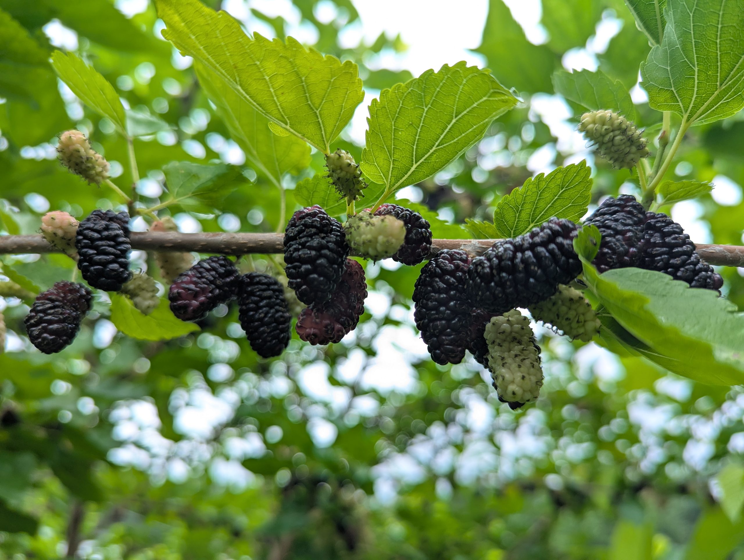 PXL_20250608_171227454