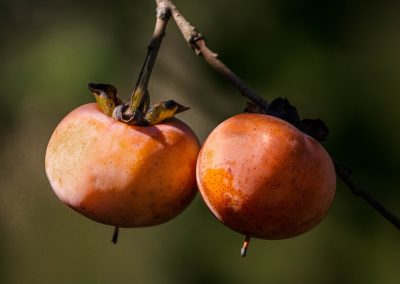 Persimmon Seedling (fall delivery)