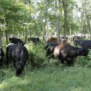 Temperate Silvopasture Symposium