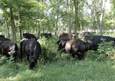 Temperate Silvopasture Symposium